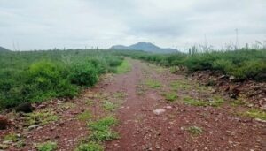 Lee más sobre el artículo La Paz tiene un bosque qué cuidar