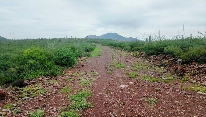 Matorrales y arbustos en La Paz, BCS.